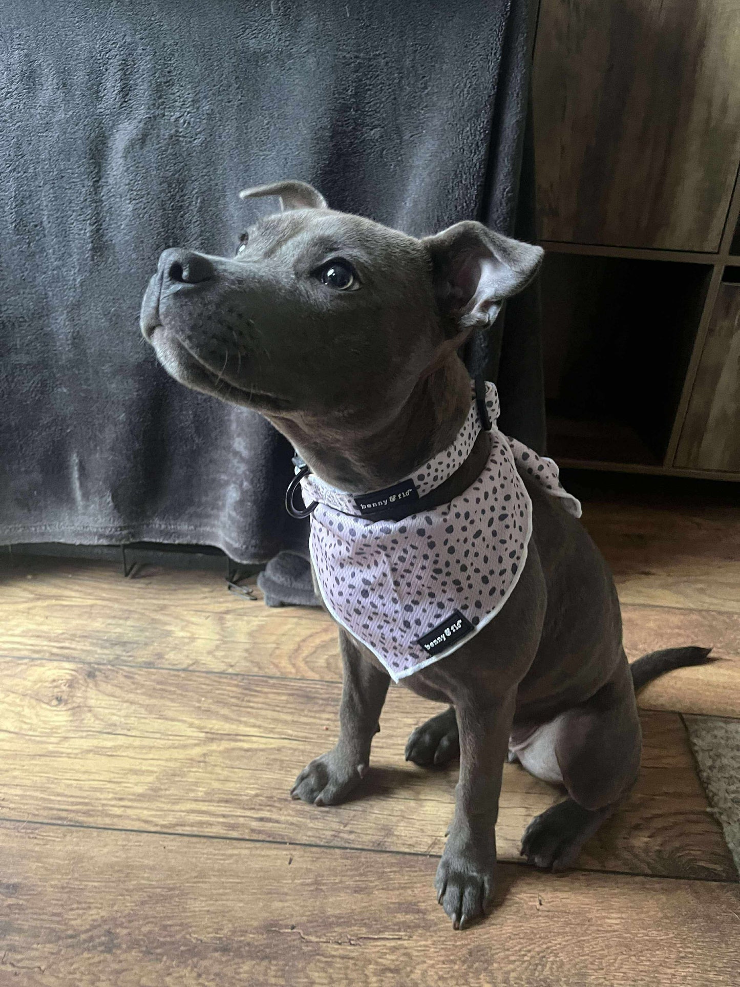 Dalmatian Dream Bandana