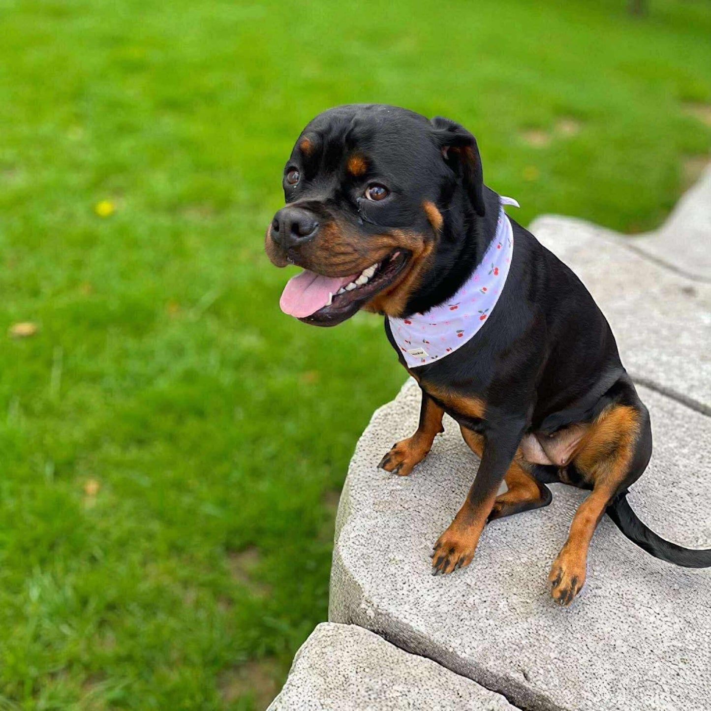 Cherry Blossom Bandana