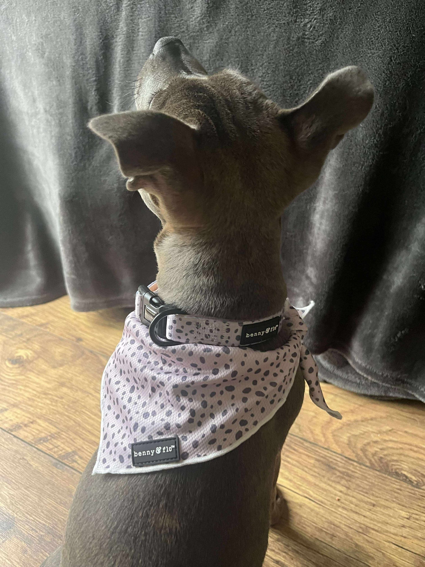 Dalmatian Dream Bandana