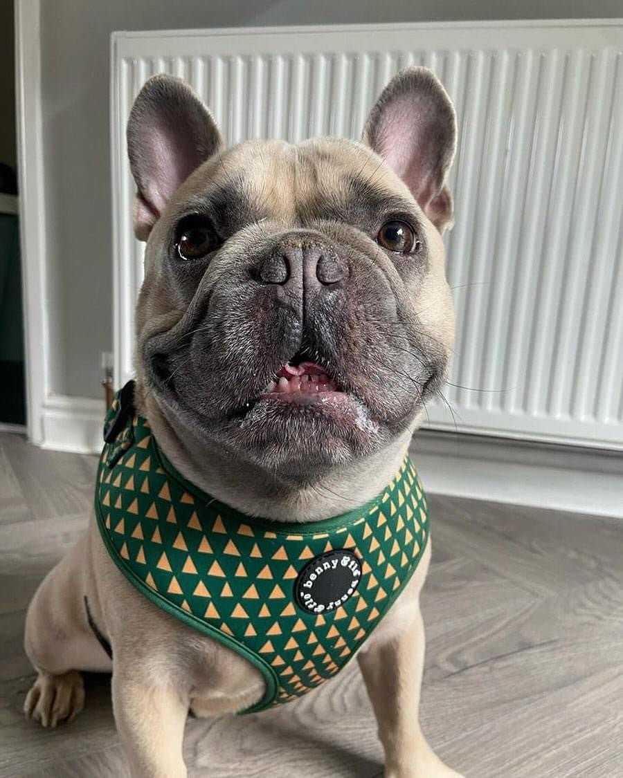 Cactus Harness