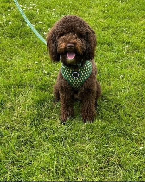 Cactus Harness