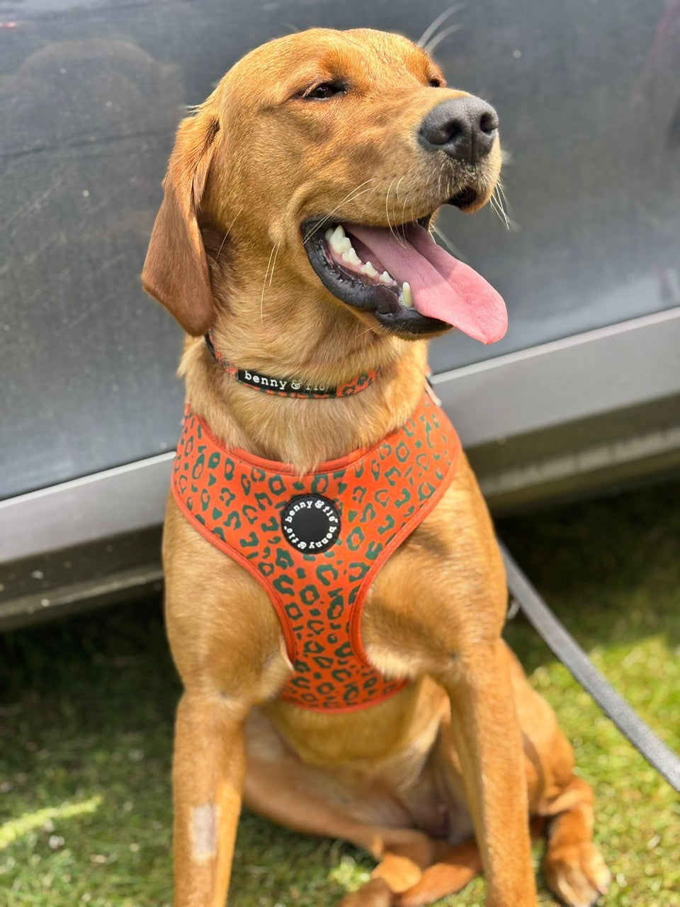 Wilderness Harness