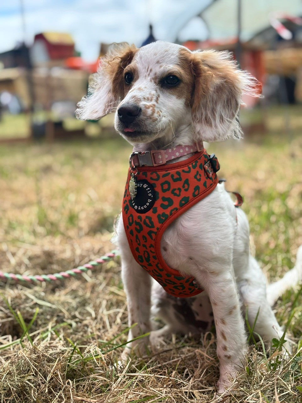 Wilderness Harness