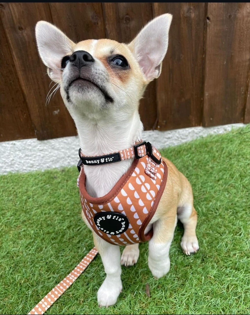 Gingerbread Harness