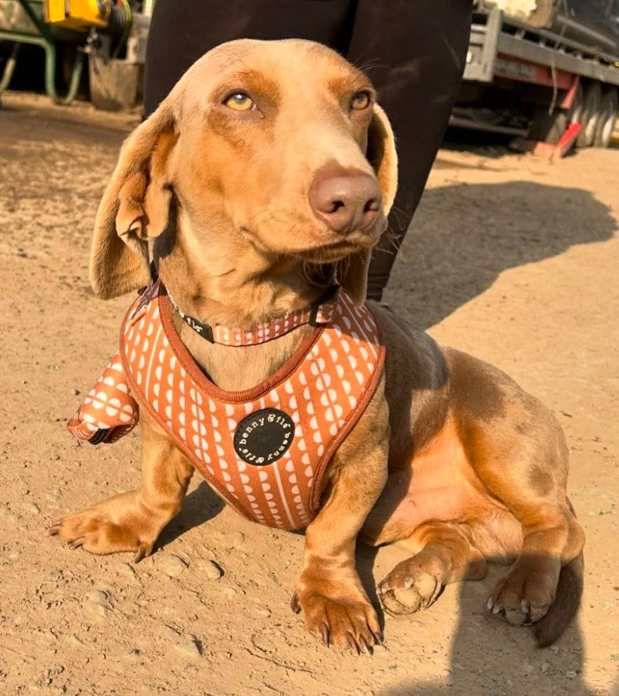 Gingerbread Harness
