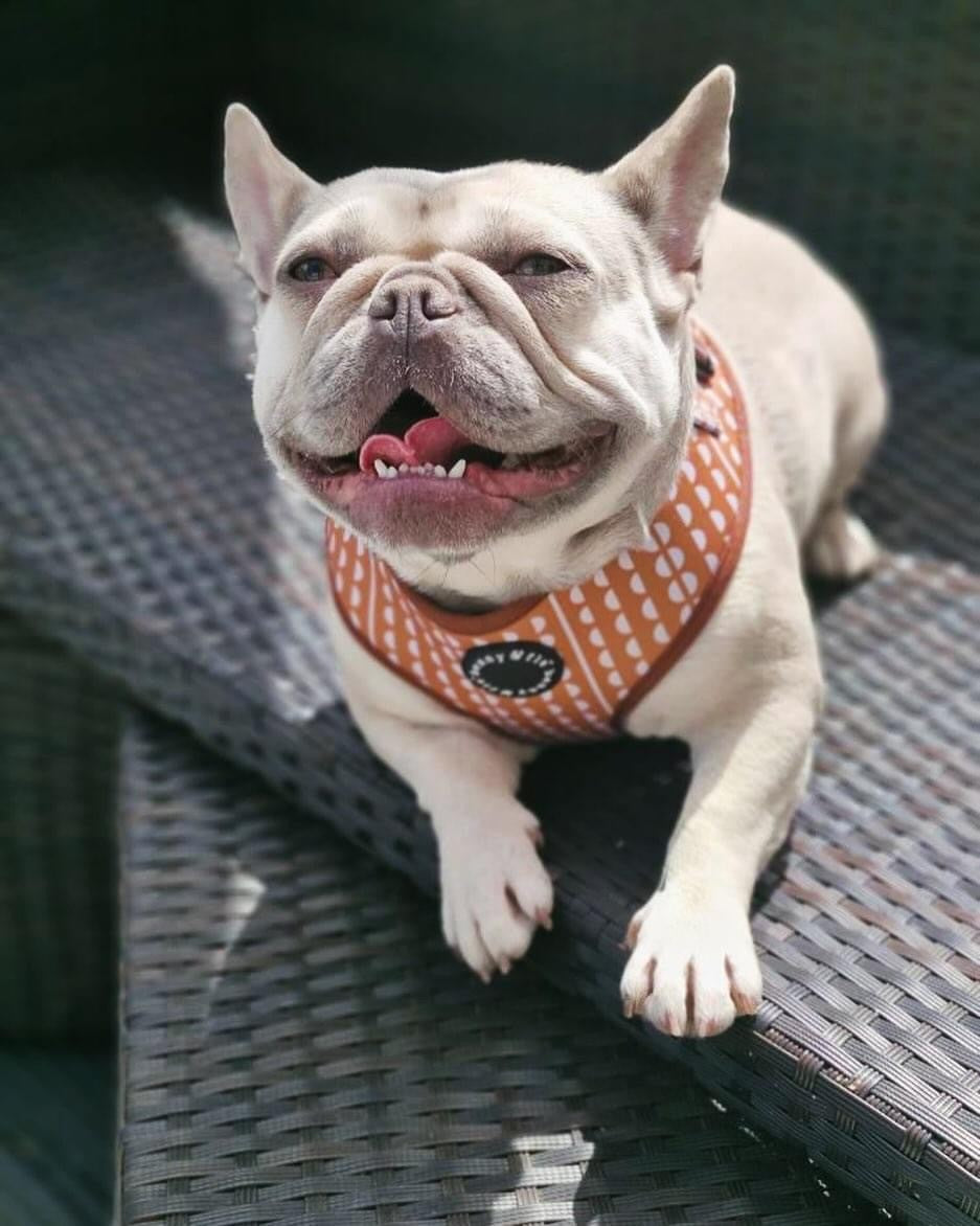 Gingerbread Harness