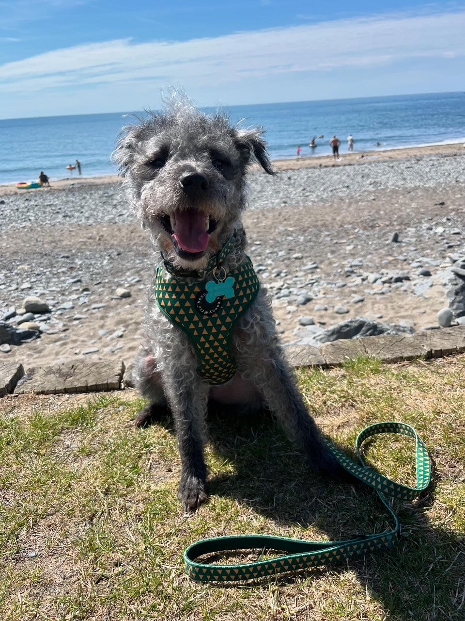 Cactus Harness