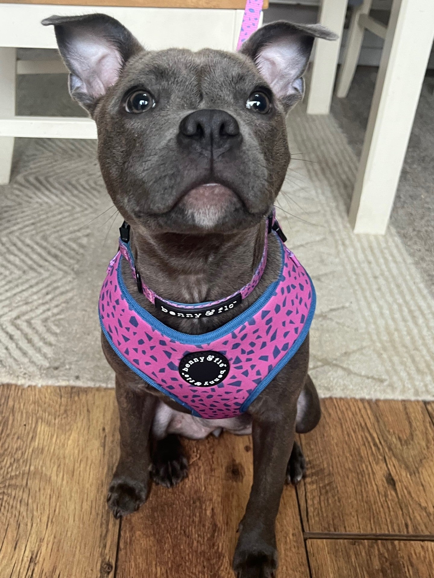 Sharp Harness