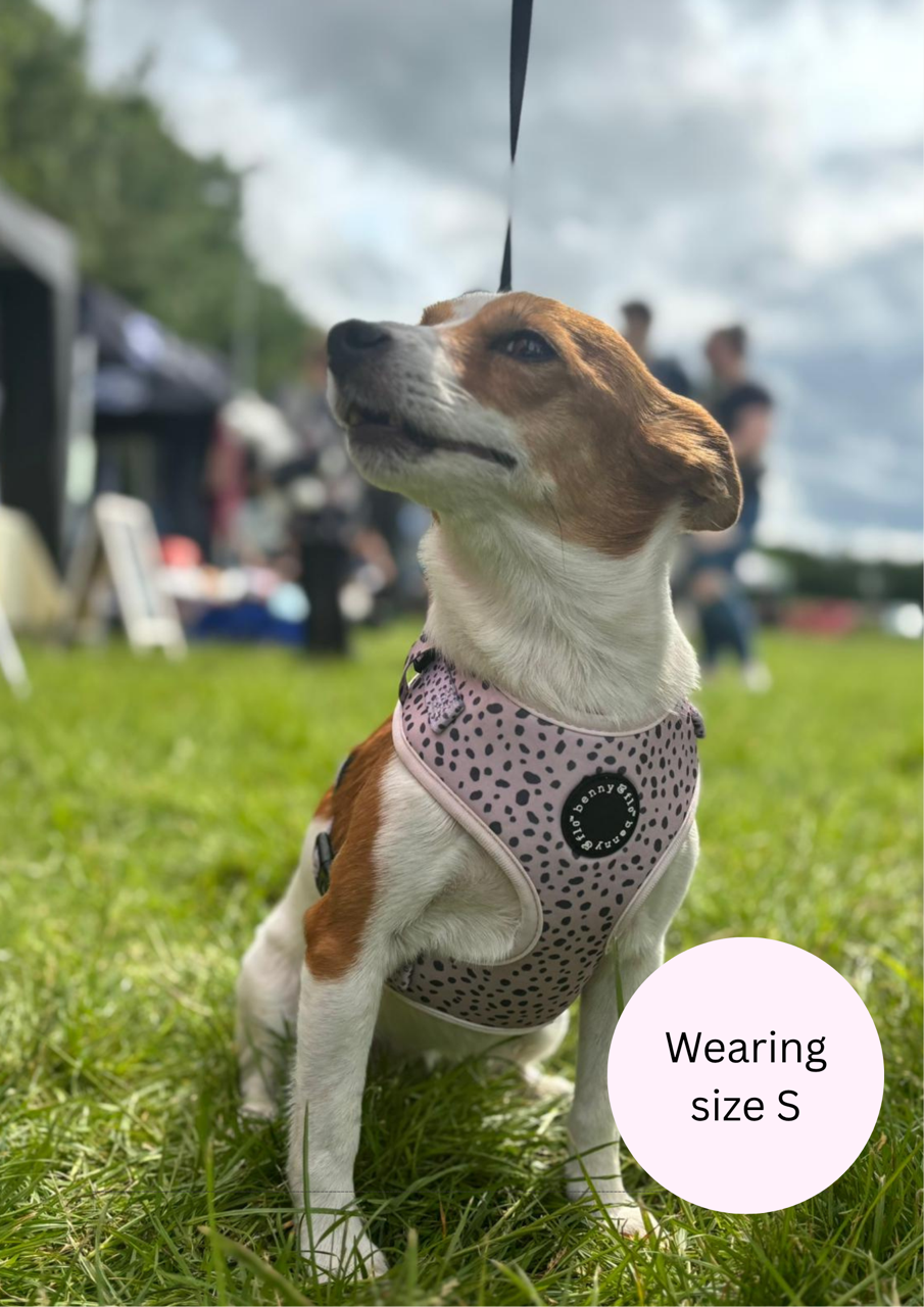 Dalmatian Dream Harness