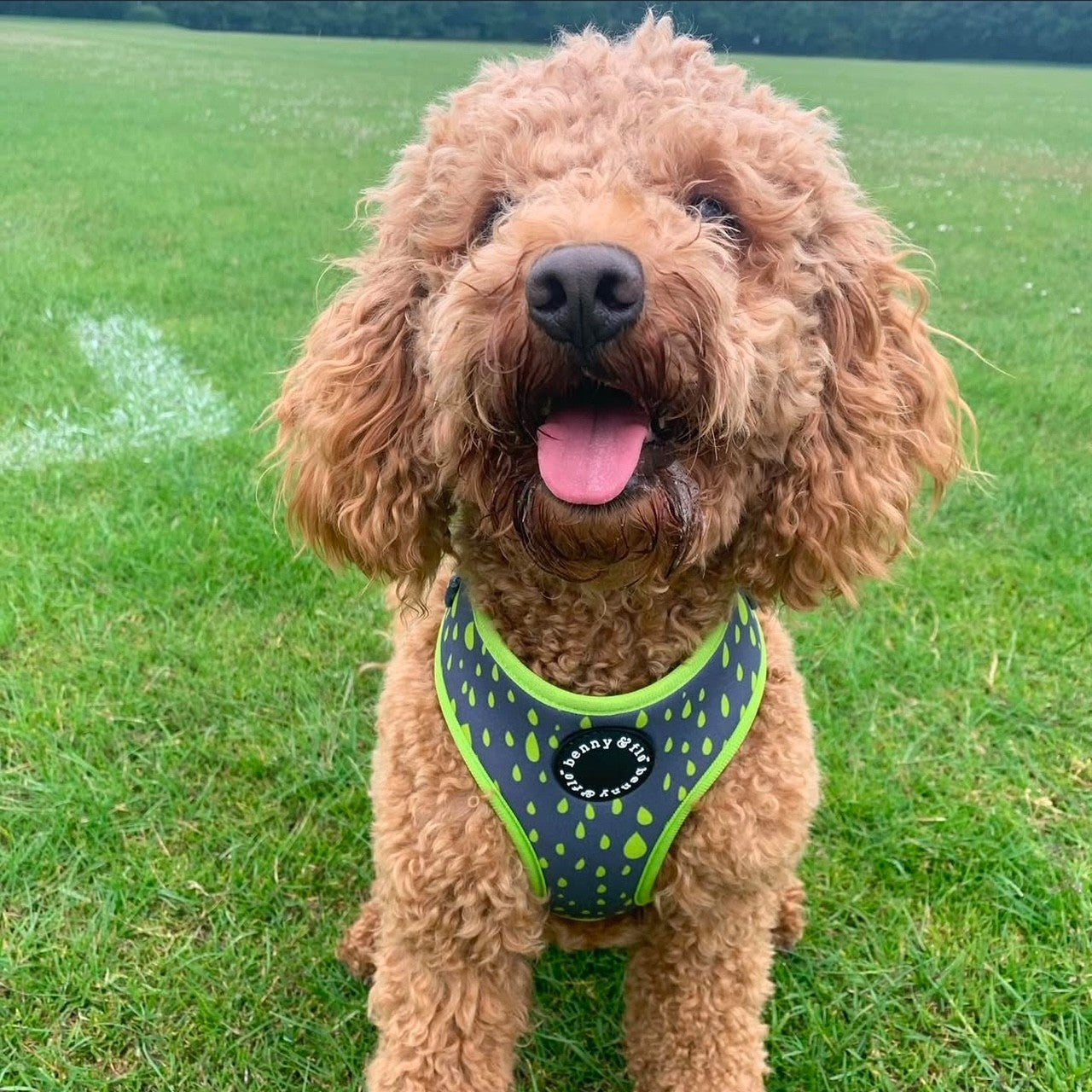 Swift Harness