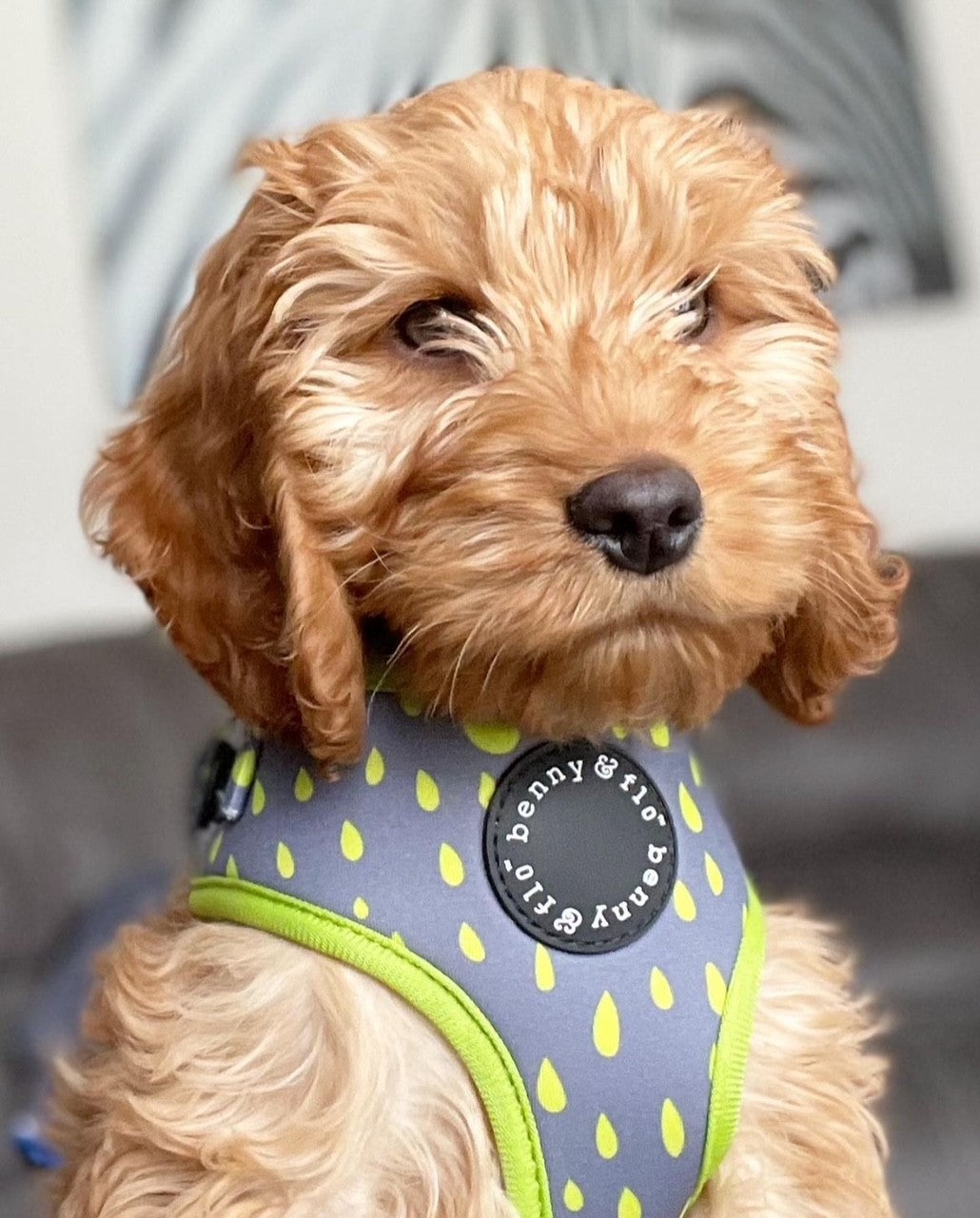 Swift Harness