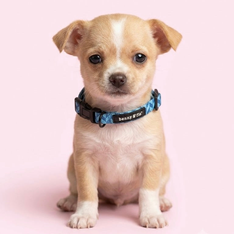 Introducing Our Miniature Collection: Big Style for Your Littlest Family Members 🐾