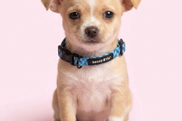 Introducing Our Miniature Collection: Big Style for Your Littlest Family Members 🐾