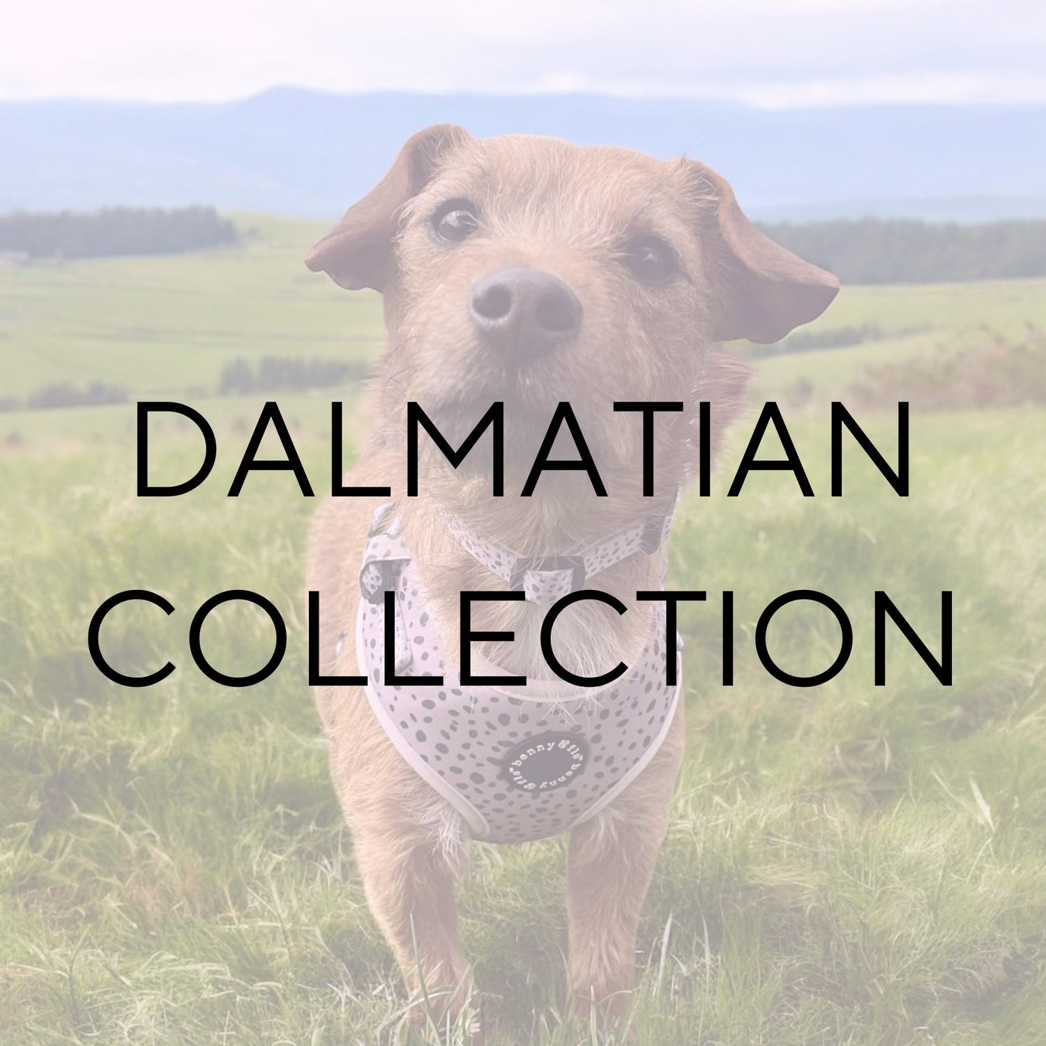 Dalmatian Collection