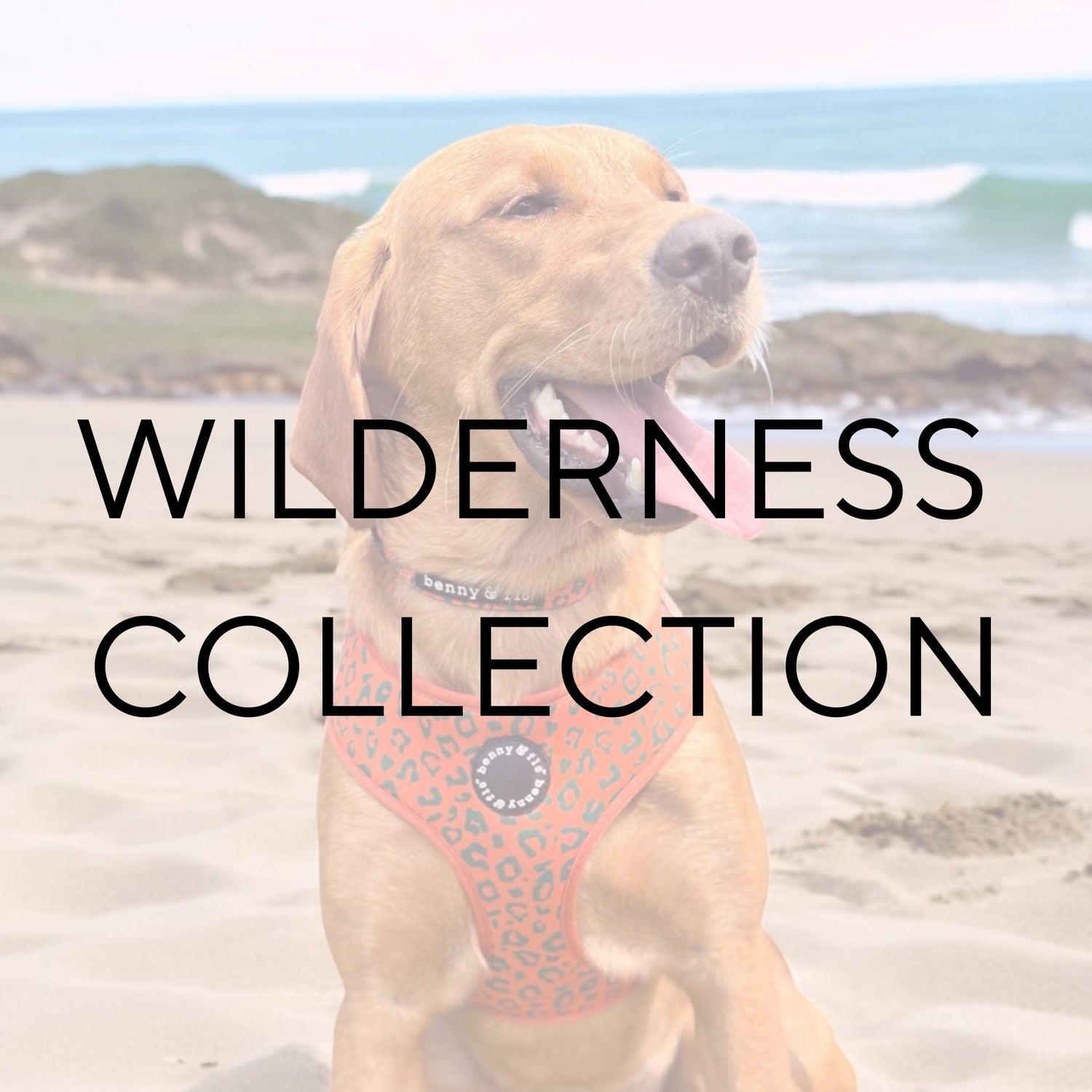 Wilderness Collection
