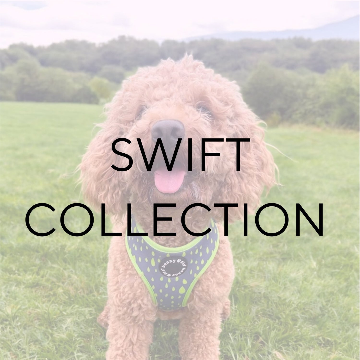 Swift Collection