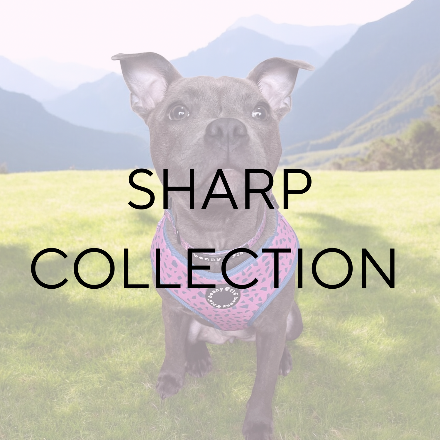 Sharp Collection