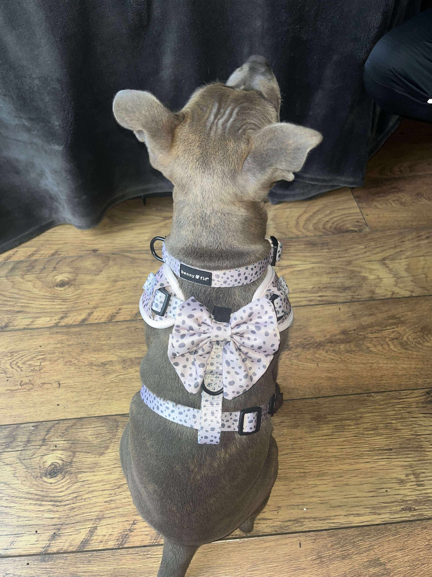 Dalmatian Dream Bow