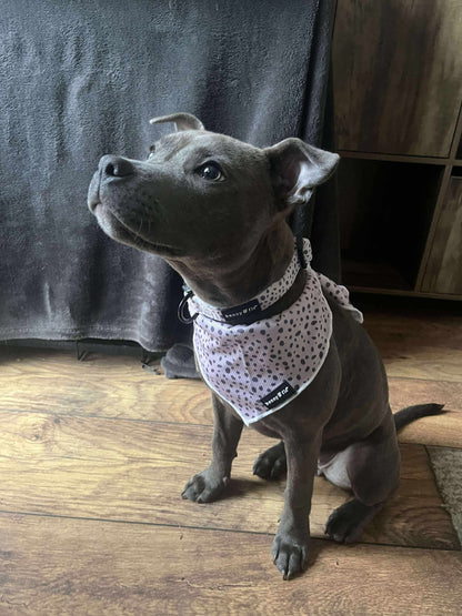 Dalmatian Dream Bandana