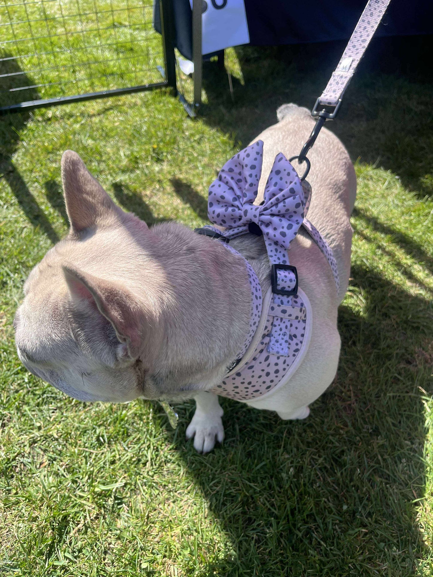 Dalmatian Dream Bow