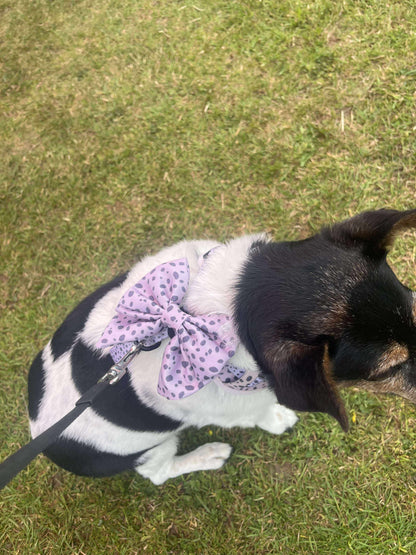 Dalmatian Dream Bow