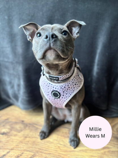 Dalmatian Dream Harness
