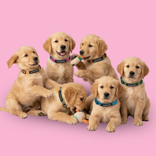 Puppy/Kitten Collars