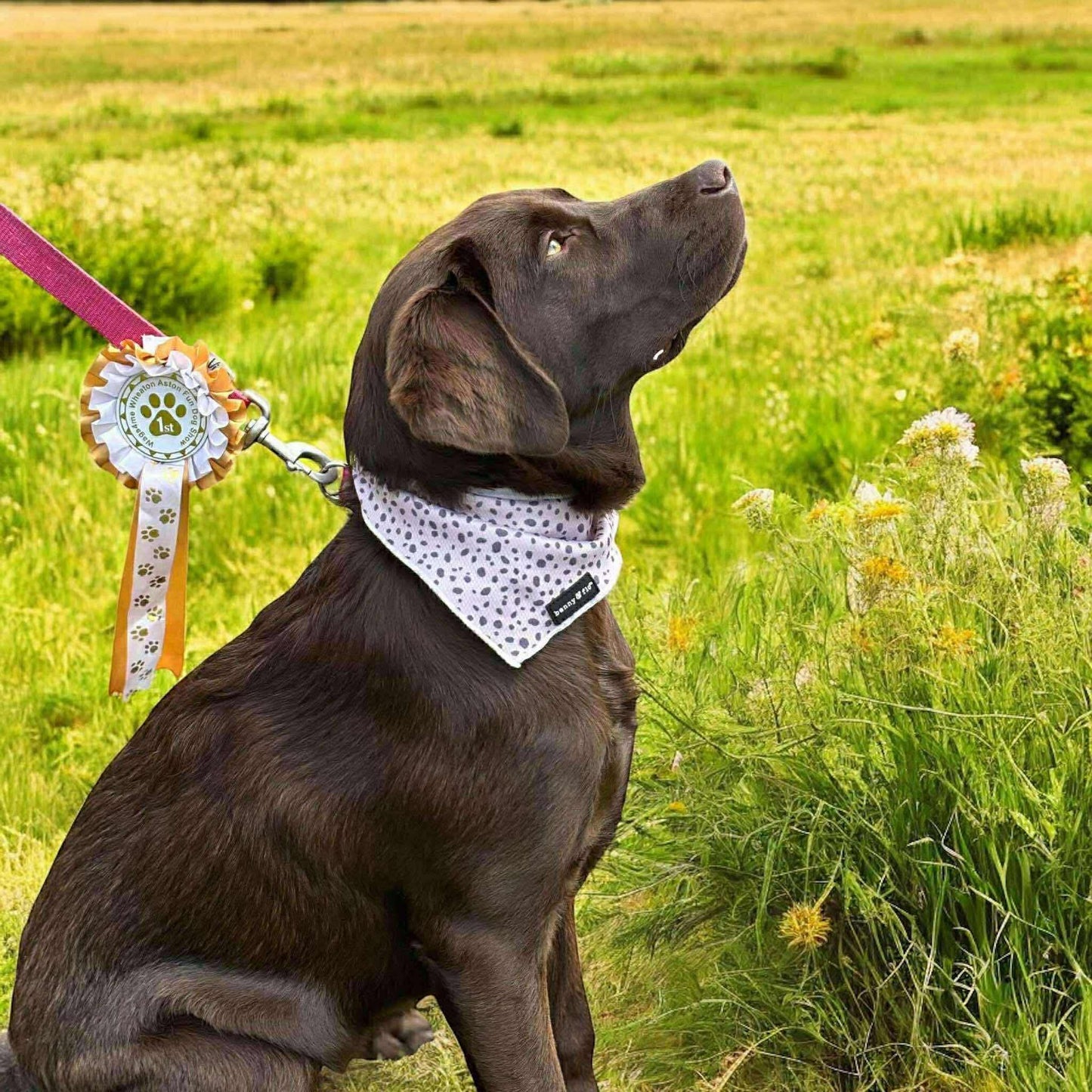 Pink and grey spotted dog bandana | Dalmatian Dream | Benny & Flo West Midlands