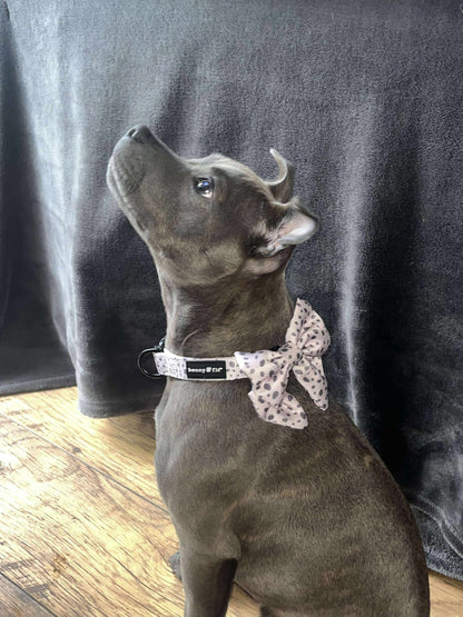 Dalmatian Dream Bow