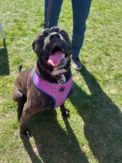 Sharp Harness